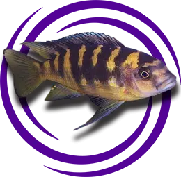 Pseudotropheus crabro. (Eşekarısı cichlid)