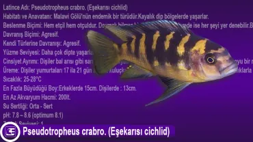 Pseudotropheus crabro. (Eşekarısı cichlid)