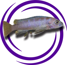 Pseudotropheus sp.Elongatus chinyamwezi