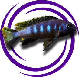 Pseudotropheus elongatus