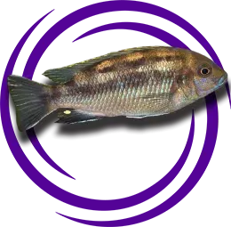 Pseudotropheus lanisticola (Malawi Salyangoz Cichlidi)