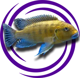 Pseudotropheus williamsi