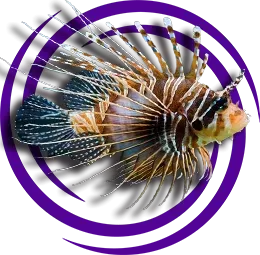 Hawai hindibalığı (Pterois sphex)