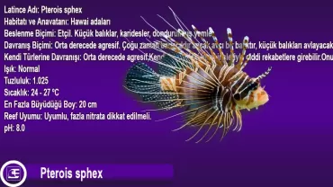 Hawai hindibalığı (Pterois sphex)