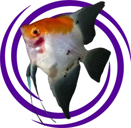 Melek Balığı (Pterophyllum Scalare)