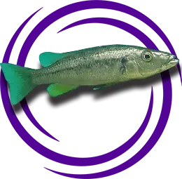 Rhamphochromis Longiceps