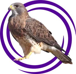 Şahin Kuşu (Falco)