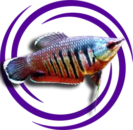 Samuray Gurami (Sphaerichtys vaillanti)