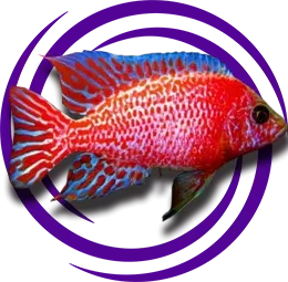 Şeker Pembe Cichlid