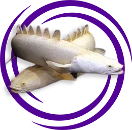 Polypterus senegalus (Senegal Bişiri)