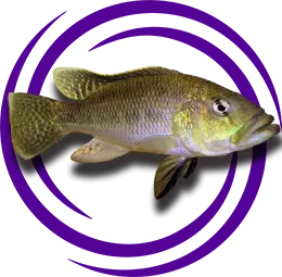 Serranochromis Robustus