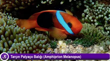 Tarçın Palyaço Balığı(Amphiprion melanopus)
