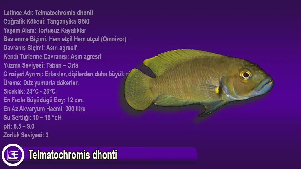 Telmatochromis dhonti