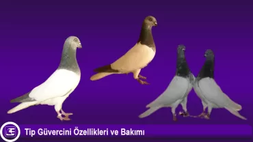 Tip Güvercini