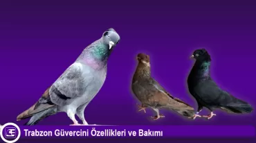 Trabzon Güvercini