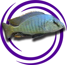 Trematocranus microstoma