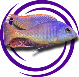 Trematocranus Placodon