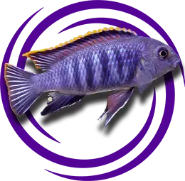 Tropheops sp. Chilumba (Katale)