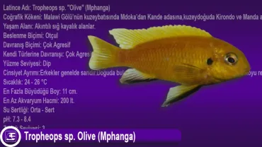 Tropheops sp. Olive (Mphanga)