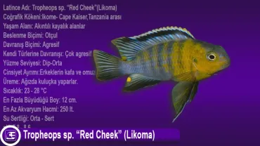 Tropheops sp. Red Cheek (Likoma)