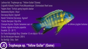 Tropheops sp. Yellow Gullar (Gome)