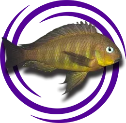 Tropheus brichardi Mtosi