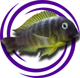 Tropheus brichardi Ujuji (Katonga) Bakımı Rehberi