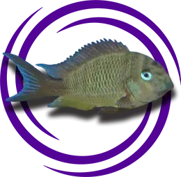 Tropheus brichardi Yungu Bakımı ve Özellikleri