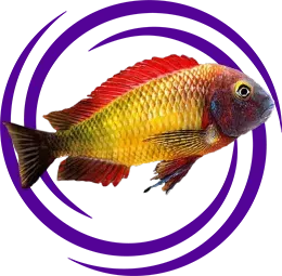 Tropheus moorii Özellikleri ve Bakımı (Detaylı Rehber)