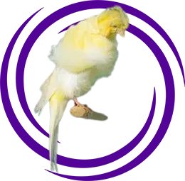 Türk Kıvırcığı