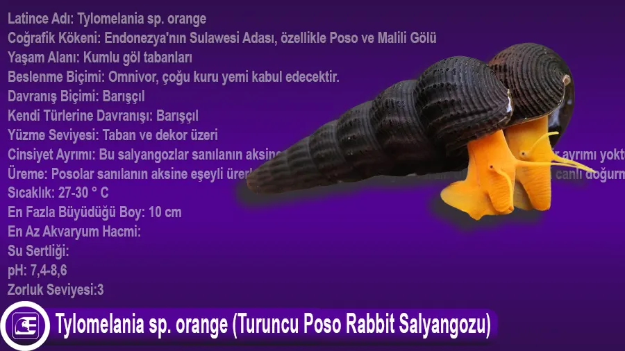 Tylomelania sp. orange (Turuncu Poso Rabbit Salyangozu)