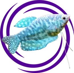 Üç Noktalı Gurami (Trichopodus trichopterus)