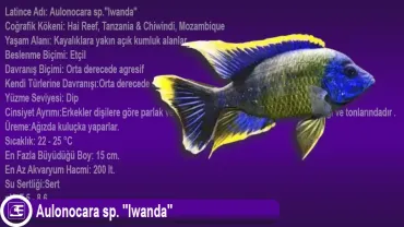 Aulonocara sp. lwanda