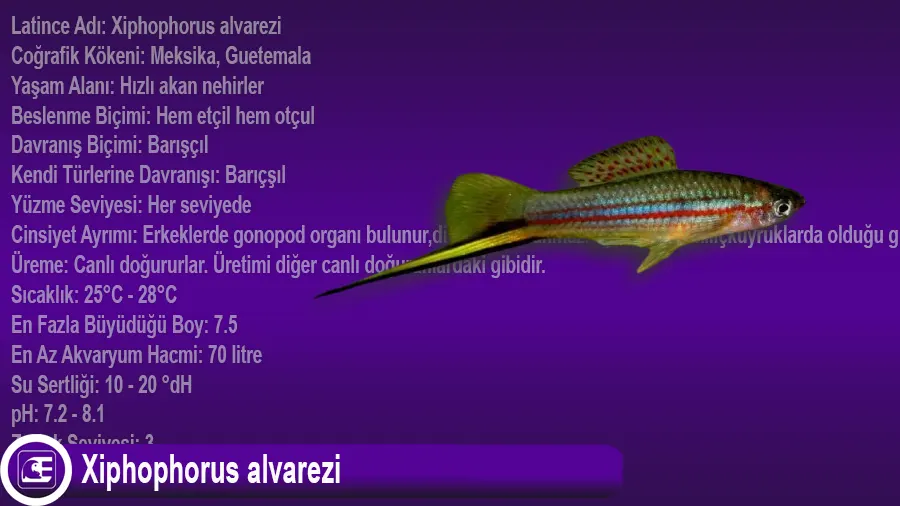 Xiphophorus alvarezi
