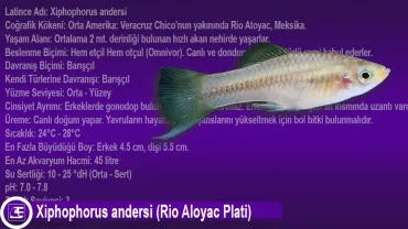 Xiphophorus andersi (Rio Aloyac Plati)