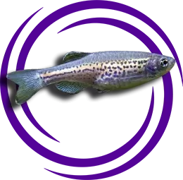 Zebra Danio