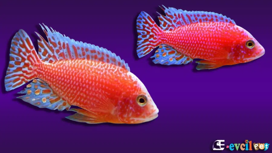 Aulonocara sp. (Peacock Cikleti)