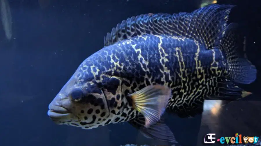 Jaguar Ciklet Akvaryum Balığı