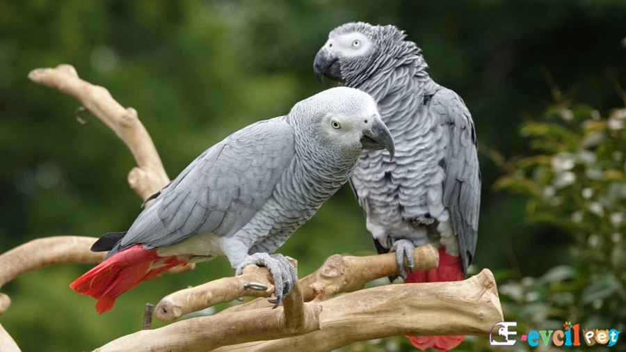 Jako Papağanı Tünek üzerinde 2 Papağan