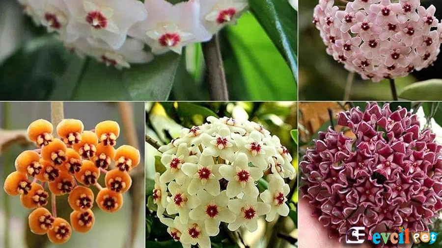 Mum Çiçeği (Hoya carnosa) Çeşitleri