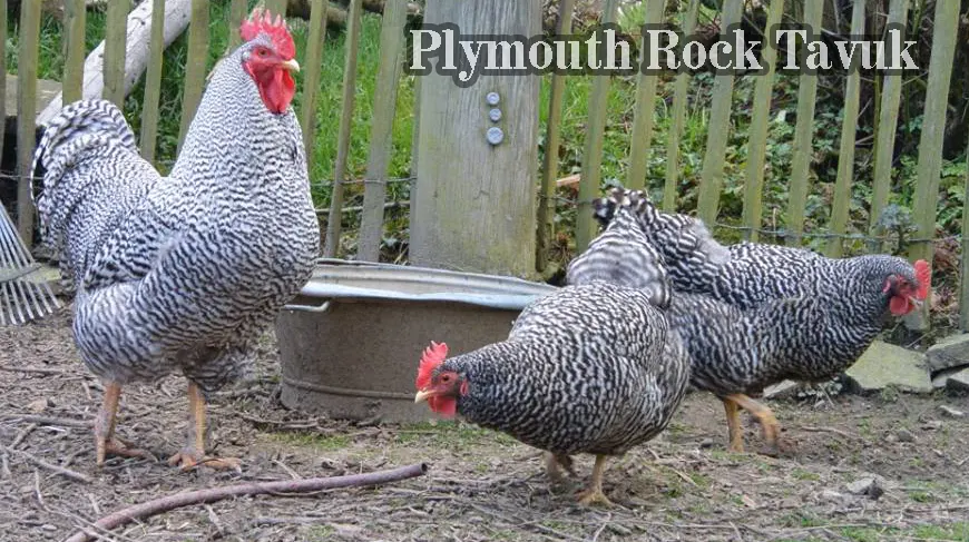 Plymouth Rock Tavuk Cinsi Özellikleri ve Bakımı