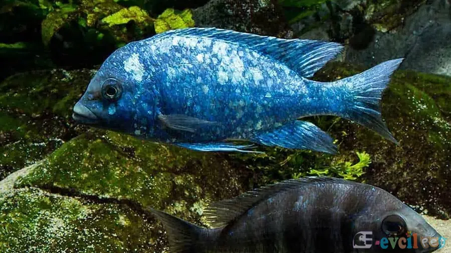 Placidochromis Phenochilus akvaryumu