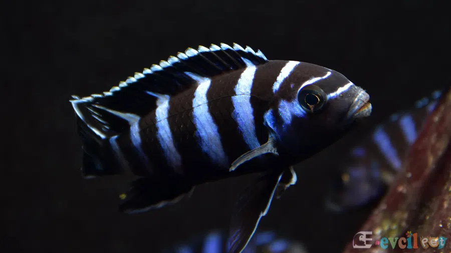 Chindongo demasoni (Malawi Zebra) Akvaryumu