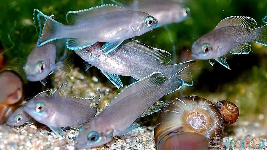 Neolamprologus brichardi Yavruları