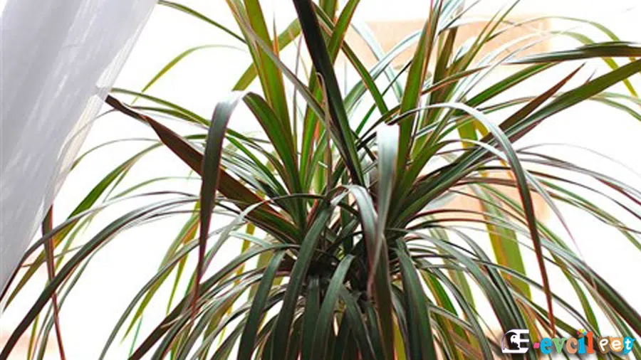 Madagaskar Dragon Ağacı