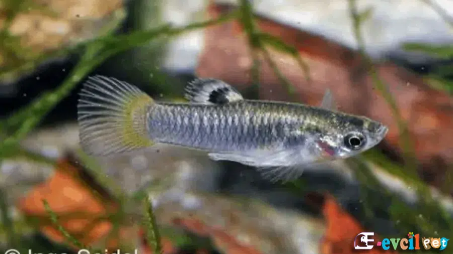 Poecilia caucana Erkek