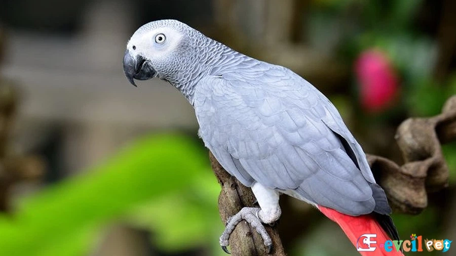 Jako Papağanı (African Grey Parrot) Bahçede 