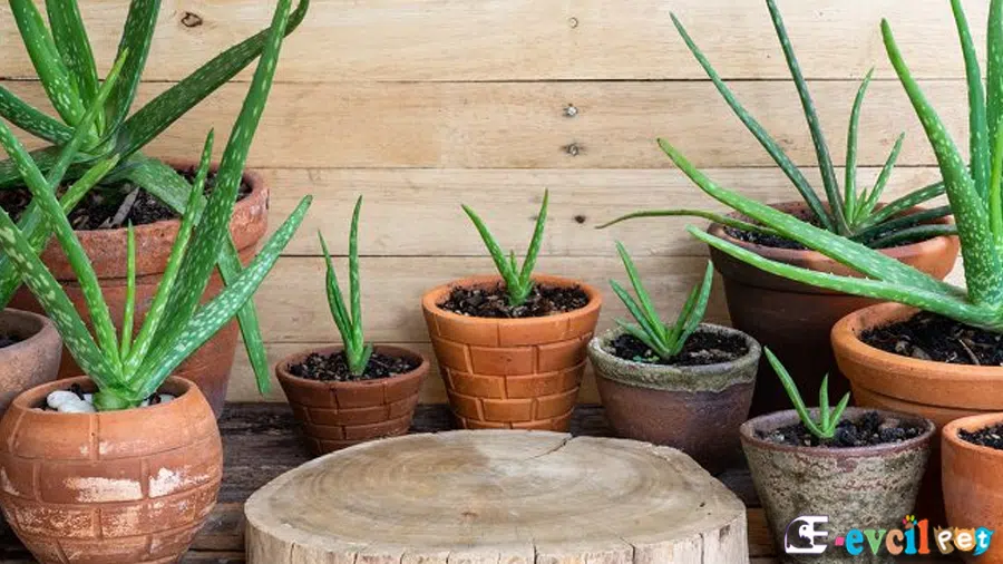 Aloe vera Faydaları