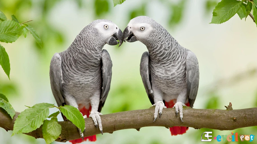 Jako Papağanı (African Grey Parrot) Erkek ve Dişi Ağaçta