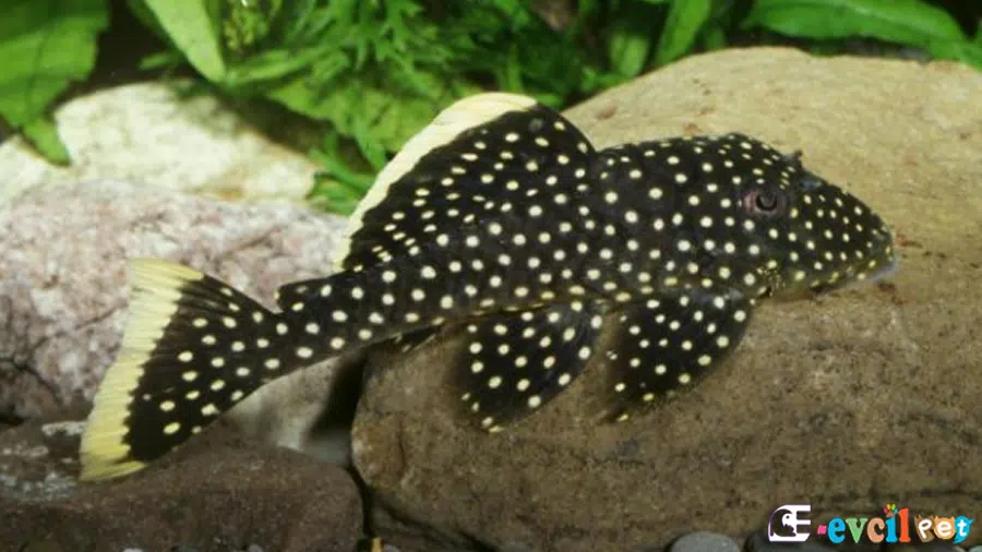 Gold Nugget Vatozu (Baryancistrus xanthellus)